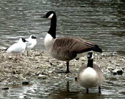 210 CANADA GEESE AND FRIENDS.jpg